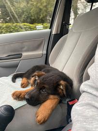 Cuccioli pastore tedesco