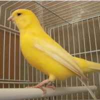 Canarini Giallo intenso
