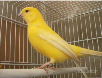 Canarini Giallo intenso