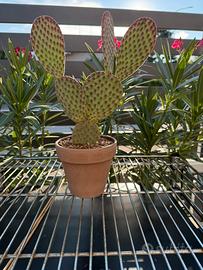 Cactus - Opuntia microdasys subs.rufuda cv. Indigo