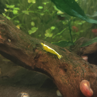 Neocaridina davidi Yellow neon (gialle)