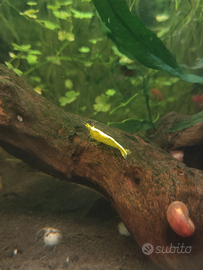 Neocaridina davidi Yellow neon (gialle)