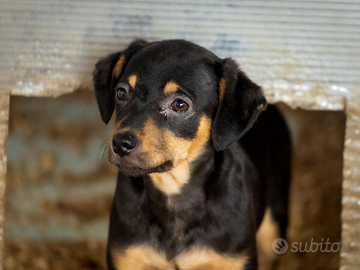 Cucciolo maschio due mesi