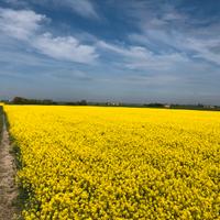 Semente Colza Architect già trattata per insetti