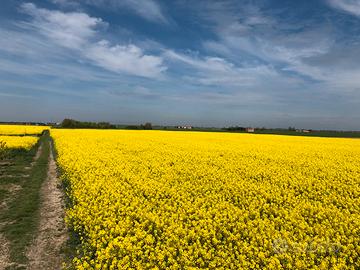 Semente Colza Architect già trattata per insetti