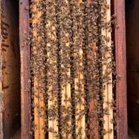 Nuclei e famiglie api