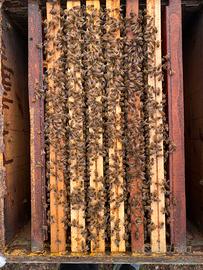 Nuclei e famiglie api