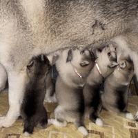 Cuccioli Alaskan Malamuthe