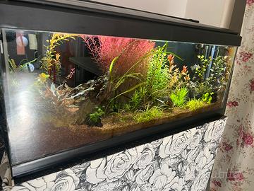 Piante acquario