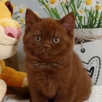 British Shorthair Nelson