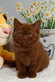 British Shorthair Nelson