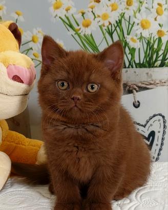 British Shorthair Nelson