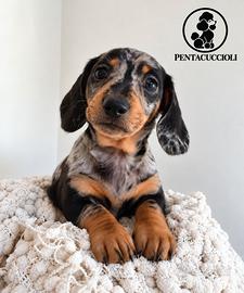Cucciolo di Bassotto Nano "Fritz"