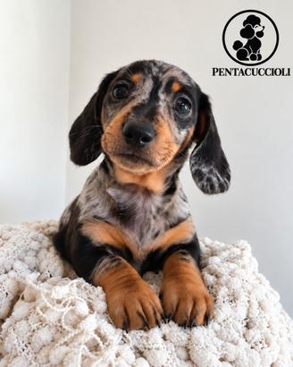 Cucciolo di Bassotto Nano "Fritz"
