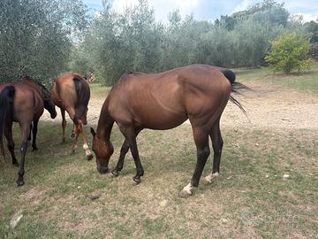 Cavalli ex polo