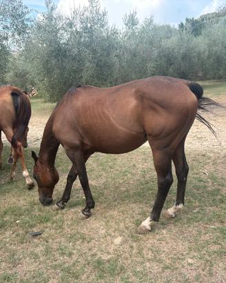Cavalli ex polo