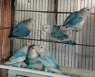 Inseparabili
