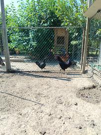 Coppia Cemani adulti