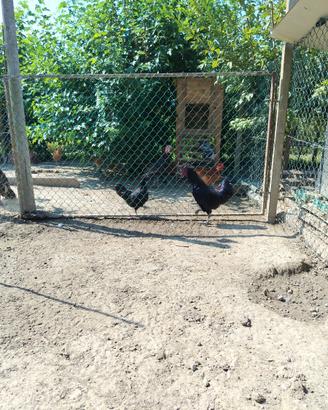 Coppia Cemani adulti