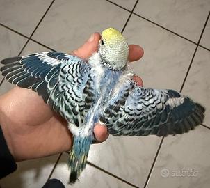 Cocorite da allevare o allevate a mano