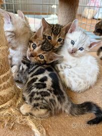 Meravigliosi cuccioli bengala con pedegree top