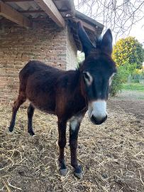 Asino Maschio da Compagnia