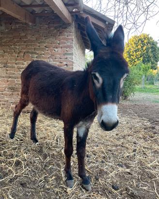Asino Maschio da Compagnia