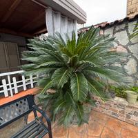 Cycas adulta in eccellenti condizioni