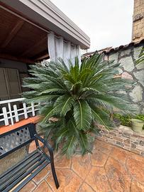 Cycas adulta in eccellenti condizioni