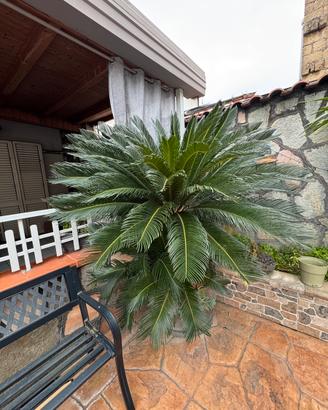 Cycas adulta in eccellenti condizioni