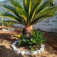 Cycas 