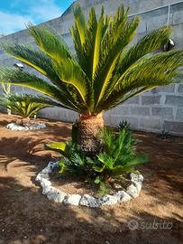 Cycas 