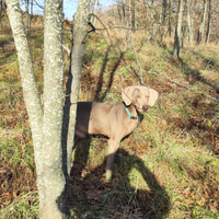 Weimaraner per monta