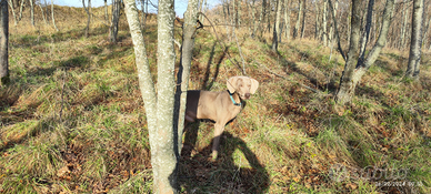 Weimaraner per monta