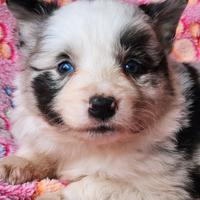 Border collie cucciole