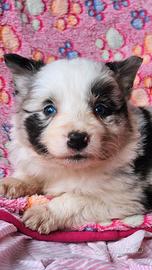 Border collie cucciole