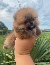 Volpino di Pomerania nano