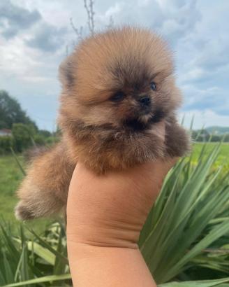 Volpino di Pomerania nano