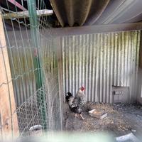 Gallo Wyandotte argento orlo nero