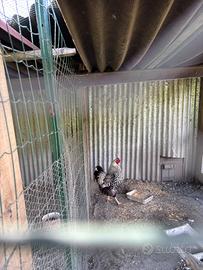 Gallo Wyandotte argento orlo nero