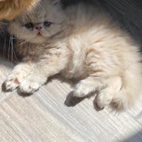 Cucciolo persiano