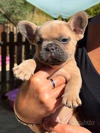 Bulldog francese