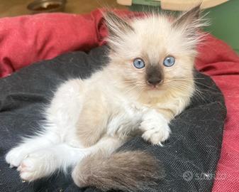Ultimo cucciolo ragdoll seal mitted