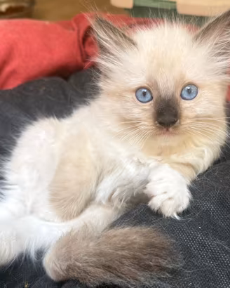 Ultimo cucciolo ragdoll seal mitted