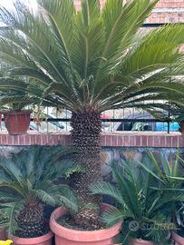 Cycas