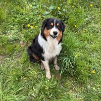 Pastore Australiano per monta