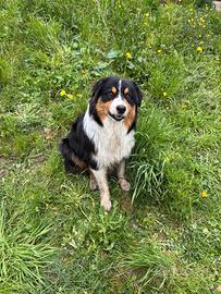 Pastore Australiano per monta