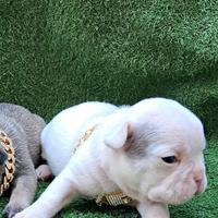 Meravigliosa blue pied bulldog francese