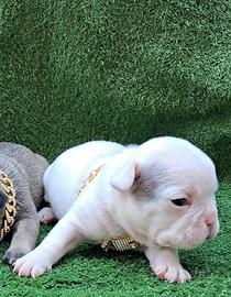 Meravigliosa blue pied bulldog francese