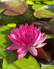 piante acquatiche in foto